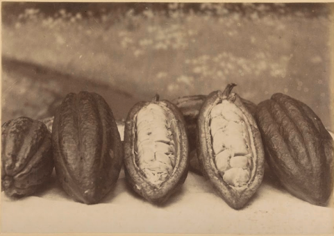 Ziarno kakaowca, Julius Muller, 1898 - 1902 r. /Rijksmuseum