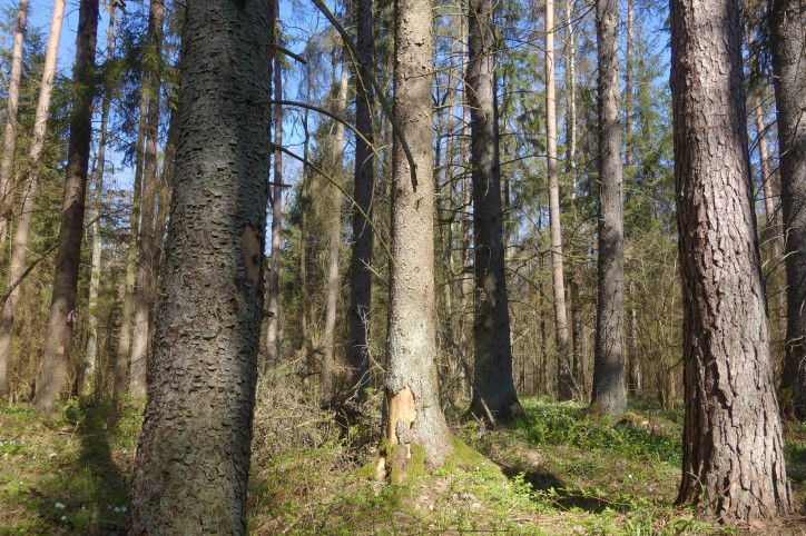 Lasy naturalne są biologicznie bogatsze i bardziej odporne niż gospodarcze; zdjęcie: Michał Książek