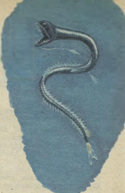 ilustracja z archiwum (1918/1982 r.), Andrzej Samek