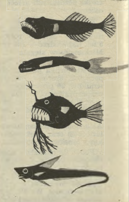 ilustracja z archiwum (1918/1982 r.), Andrzej Samek