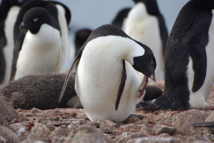 Pingwin białooki; zdjęcie: Mikołaj Golachowski
