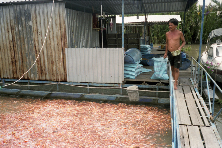 Instead of growing rice, farmers today prefer to grow fish and shrimp. Photo by Paulina Wilk