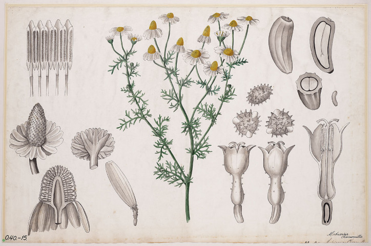 Matricaria chamomilla, „Botanische wandplaten”, 1881 r., Ant. Hartinger, G. v. Beck
