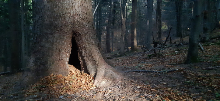 Gawra, schronienie niedźwiedzia. W Bieszczadach niedźwiedzie zimują we wnętrzu starych jodeł. Poza parkiem narodowym takie drzewa są niestety wycinane.