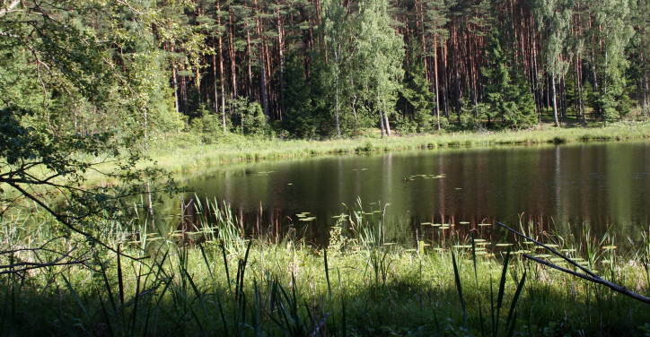 Jezioro Żabinek w Borach Tucholskich/ fotografia Przykuta (Wikimedia Commons)