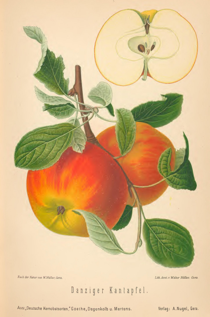 ilustracja, 1894 r. W. Müller, Rudolph Goethe, H. Degenkolb, R. Mertens