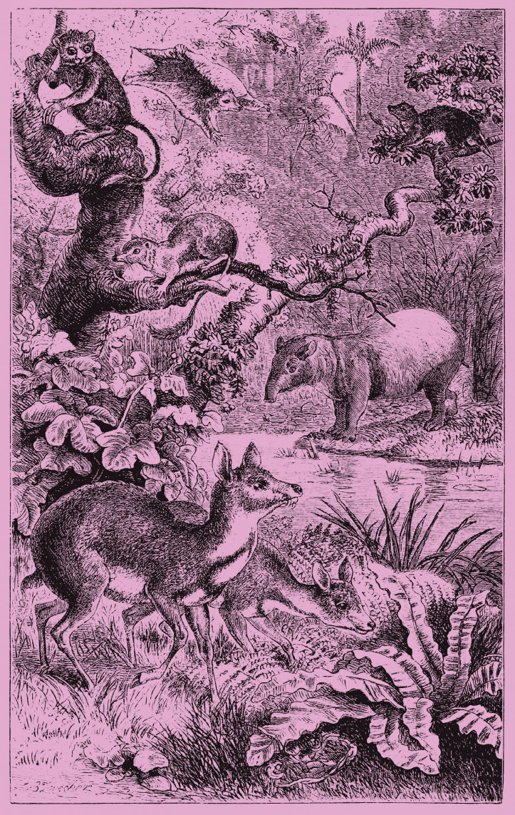 Johann Baptist Zwecker, „Ssaki z lasu na Borneo”, ilustracja do „The Geographical Distribution of Animals” Alfreda Russela Wallace'a, 1876 r.; zdjęcie: domena publiczna