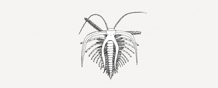 Marrella. Illustration by January Weiner