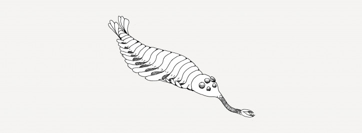 Opabinia. Illustration by January Weiner