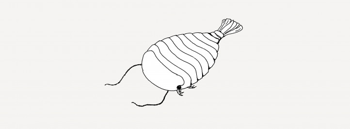 Sidneyia. Illustration by January Weiner