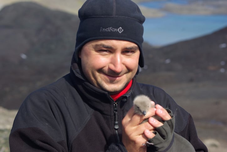 Scientific research often lets us establish closer contact with the natives, such as the wonderful snowy sheathbill chick. Who would have guessed that this beautiful little creature grows on a diet of regurgitated penguin poop? Photo from private archive