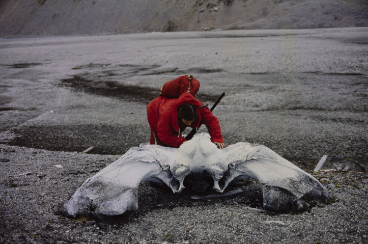 Anna Musiałówna przy czaszce wieloryba, Spitsbergen, 1981