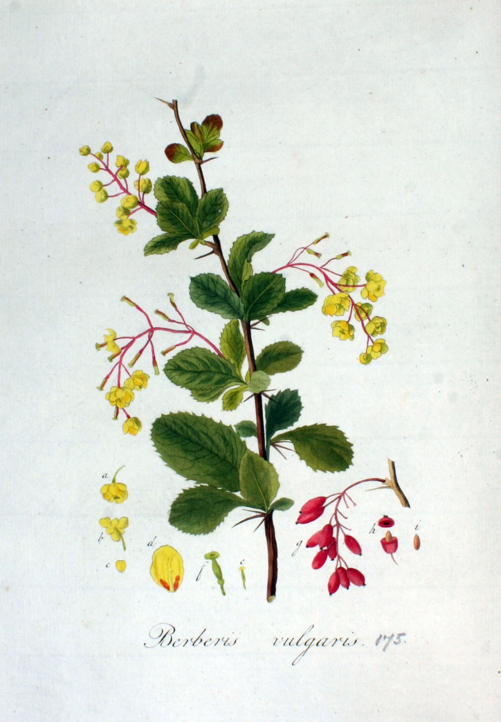 Berberis vulgaris, Jan Kops (public domain)
