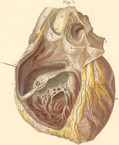 ilustracja z „Handbuch der Anatomie des Menschen”, Carl Ernest Bock, 1841 r.  / Flickr (CC BY 2.0)