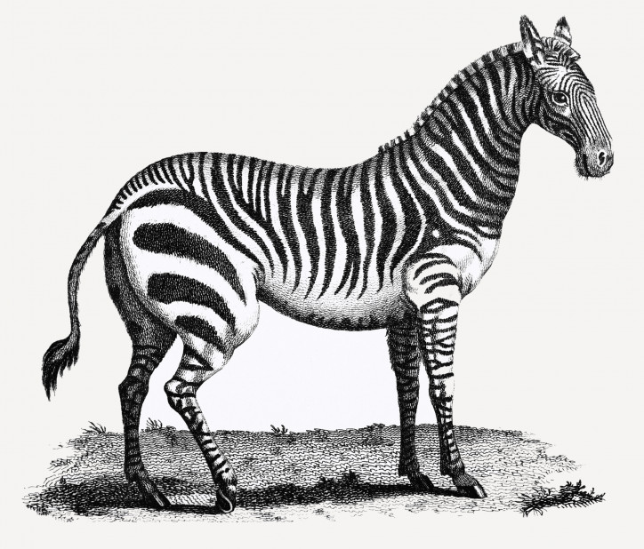 Ilustracja zebry z wykładów zoologicznych, 1806-1807 r., George'a Shawa/Rawpixel Ltd (CC BY 4.0)