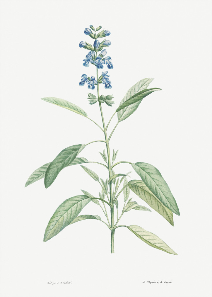 Szałwia, ilustracja z „La Botanique”, Pierre-Joseph Redouté, 1805 r.; źródło: Rawpixel Ltd/Flickr (CC BY 4.0)