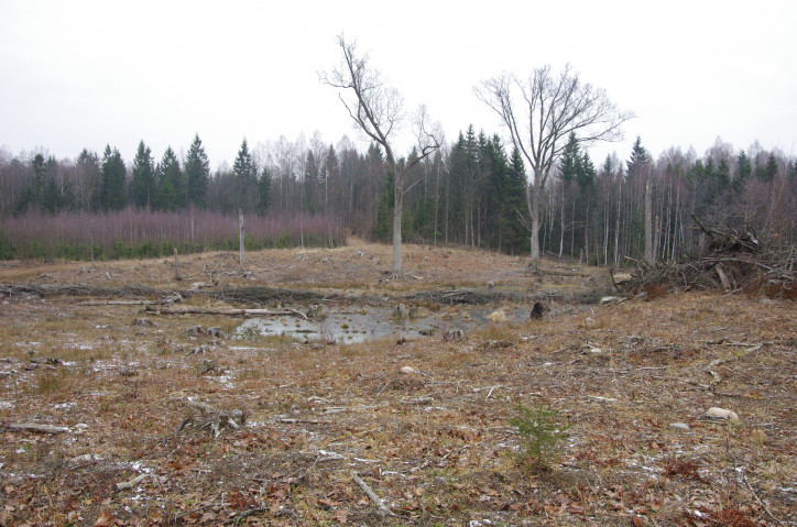 Zrąb wykonany w 2015 roku w wydzieleniu 39a leśnictwa Lipowo. Na szczeblu Regionalnego Dyrektora Lasów Państwowych w Białymstoku i Regionalnego Dyrektora Ochrony Środowiska w Olsztynie w 2010 roku uzgodniono, że ten fragment rosnącego tam jeszcze wówczas lasu będzie wyłączony z gospodarowania. Zdjęcie: Andrzej Sulej