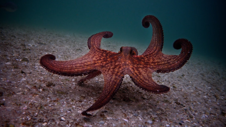 “My Octopus Teacher”. Photo by Craig Foster/Netflix