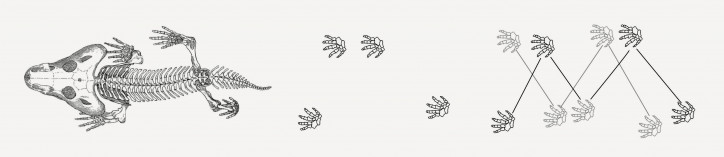 A diagram of how the first land vertebrates moved. These tracks could only have been left behind by a tetrapod with limbs with movable joints: hips, knees, elbows.