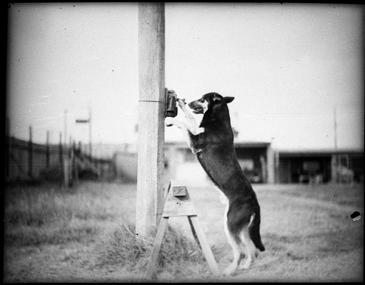 Marta Bogdańska, „Pies przy słupie telefonicznym źródło, State Library of New South Wales” Zmiennokształtne, fot. dzięki uprzejmości artystki