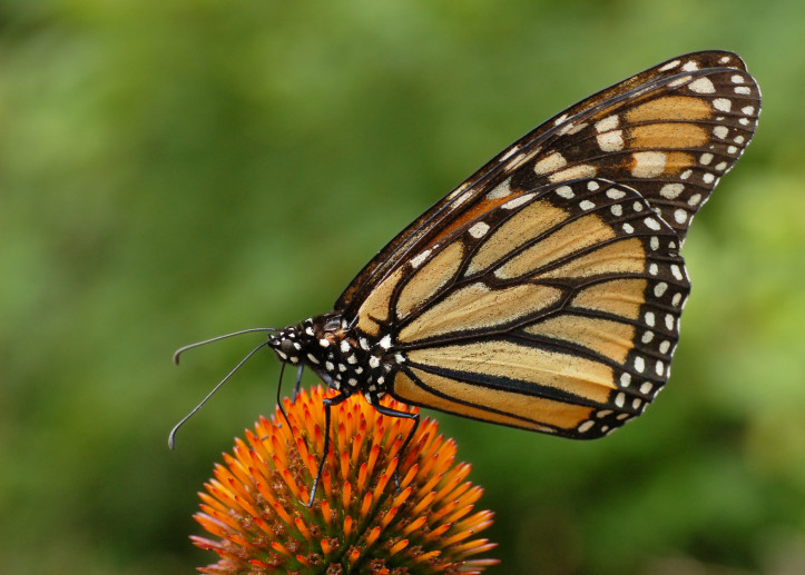 monarcha, fot: Derek Ramsey, Wikipedia, GFDL 1.2