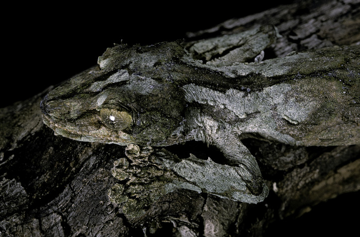 Geckos of the species “Uroplatus sikorae” have patterned colouration on their backs and flaky patches of skin, making them look like tree bark. Source: Getty Images
