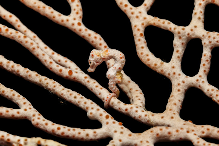 Due to their ability to match their colour with that of surrounding coral, seahorses of the species “Hippocampus denise” are almost never eaten. Source: Getty Images