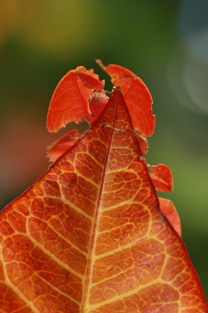 Kiedy liściec, owad z rodziny straszyków, czuje się zagrożony, zaczyna drżeć jak (lekko nagryziony) liść na wietrze/zdjęcie: Getty Images