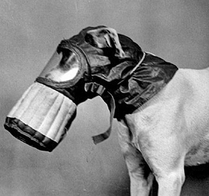 A dog in a gas mask (public domain)
