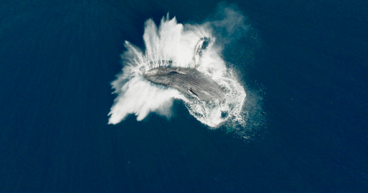 Fotos z filmu „Pieśni wielorybów”, reż. Jean-Albert Lièvre (materiały prasowe)