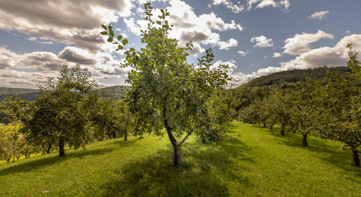 Fotos z filmu „Whitman Brook”, reż. Ben Silberfarb (materiały prasowe)