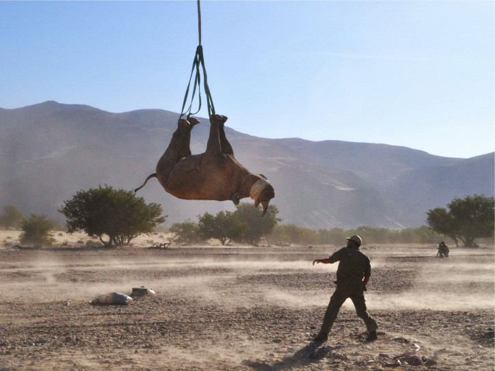 Dzięki inicjatywie lokalnych społeczności w Namibii nosorożce, na które polują kłusownicy, są transportowane helikopterem w bezpieczniejsze miejsca, np. do parku narodowego; zdjęcie: NACSO/WWF Namibia