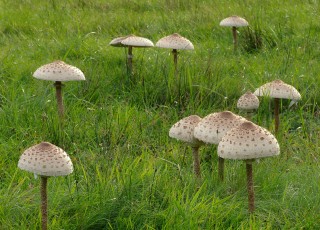 Arkana zbierania kań