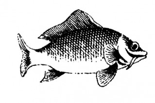Łosoś w maszynie
