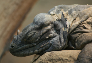 To Sleep Like a Dragon