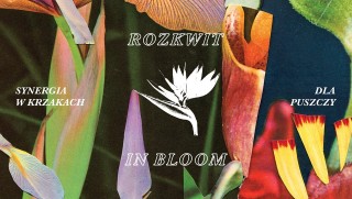 Rozkwit: Synergia w Krzakach dla Puszczy