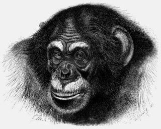 Matki królów, czyli o tajemnicach szympansiej polityki