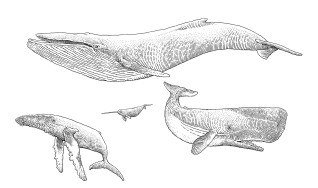 Wielorakie wieloryby