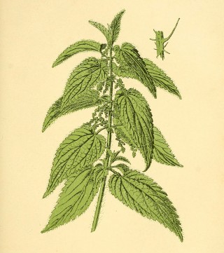 Wizje roślin – pokrzywa