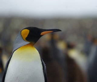 Cinco pingüinos de Mikowaj Golchovsky