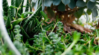 Life in a Sealed Jar. A Brief History of Terrariums ♫