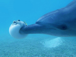 To Be a Dolphin