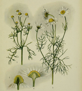 Wizje roślin – rumianek