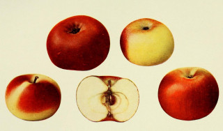 Wizje roślin – jabłko