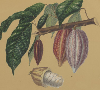 Wizje roślin – kakao