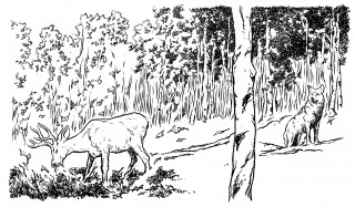 Pando wielki