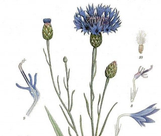 The Sorrows of Young Cornflower