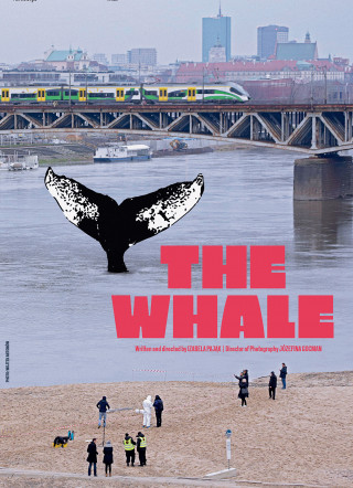  „Wieloryb” z Nagrodą Jury na Sebastopol Film Festival
