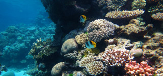 Koral koloru wybielonego ♫ 