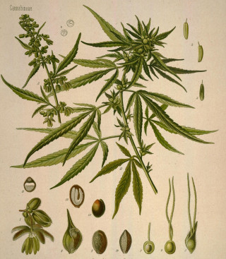 Wizje roślin – marihuana